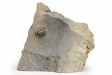 Rare Proetid (Xiphogonium) Trilobite - Tafraoute, Morocco #226269-5